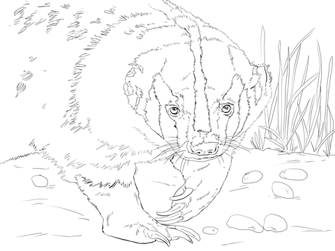 American Badger Head Coloring Page